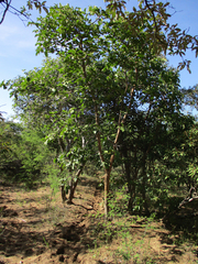 Vangueria