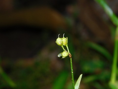 Murdannia nudiflora