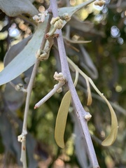 Amyema quandang