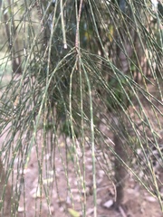 Casuarina glauca