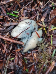 Psilocybe weraroa