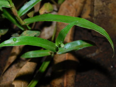 Murdannia nudiflora