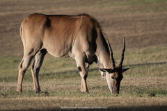 Tragelaphus oryx pattersonianus