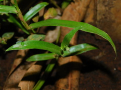 Murdannia nudiflora