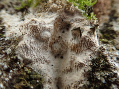 Rigidoporus corticola
