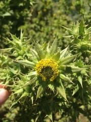 Berkheya onobromoides onobromoides