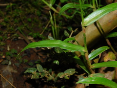 Murdannia nudiflora