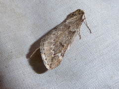 Alsophila aescularia