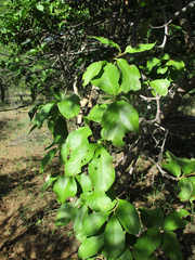 Vangueria