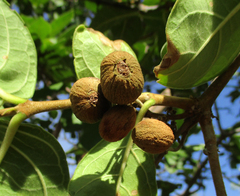 Vangueria