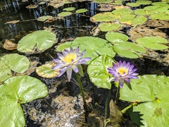 Nymphaea violacea