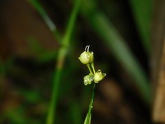 Murdannia nudiflora