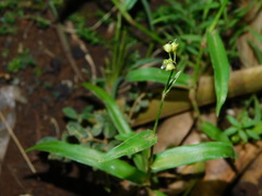 Murdannia nudiflora