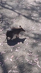 Isoodon obesulus obesulus