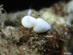 Goniobranchus verrieri