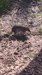 Isoodon obesulus obesulus