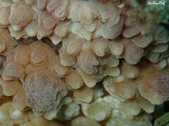 Dendrodoris carbunculosa