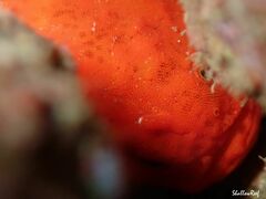 Antennatus tuberosus
