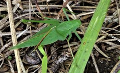 Amblycorypha oblongifolia