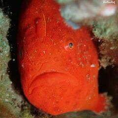 Antennatus tuberosus