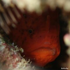 Antennatus tuberosus