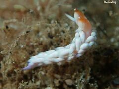 Babakina indopacifica