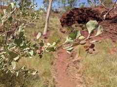 Grevillea wickhamii