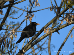 Turdus merula