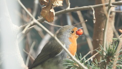Erithacus rubecula