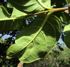 Vangueria