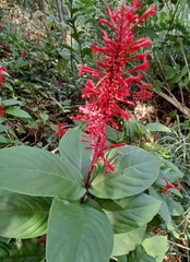 Odontonema