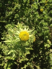 Berkheya onobromoides onobromoides