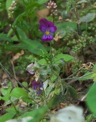 Viola × williamsii