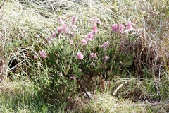 Erica verticillata