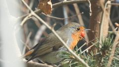Erithacus rubecula