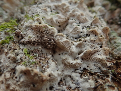 Rigidoporus corticola