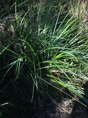 Carex fascicularis