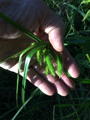 Carex fascicularis