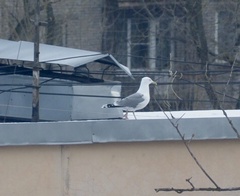 Larus argentatus