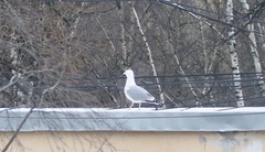 Larus argentatus