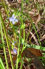 Lobelia quadrangularis