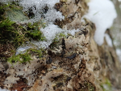 Rigidoporus corticola