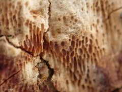 Rigidoporus corticola