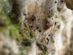Rigidoporus corticola