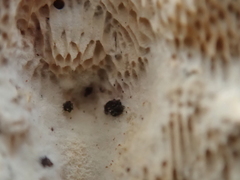 Rigidoporus corticola