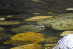 Austroaeschna unicornis