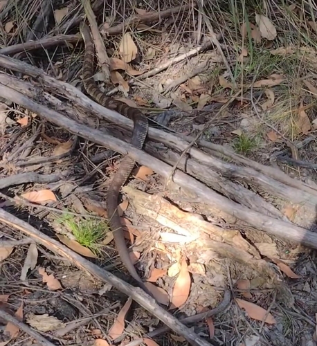 Tiger Snake sighting