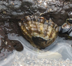 Cellana ornata