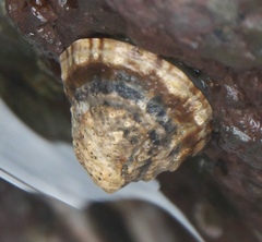 Cellana ornata