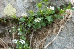 Cardamine resedifolia